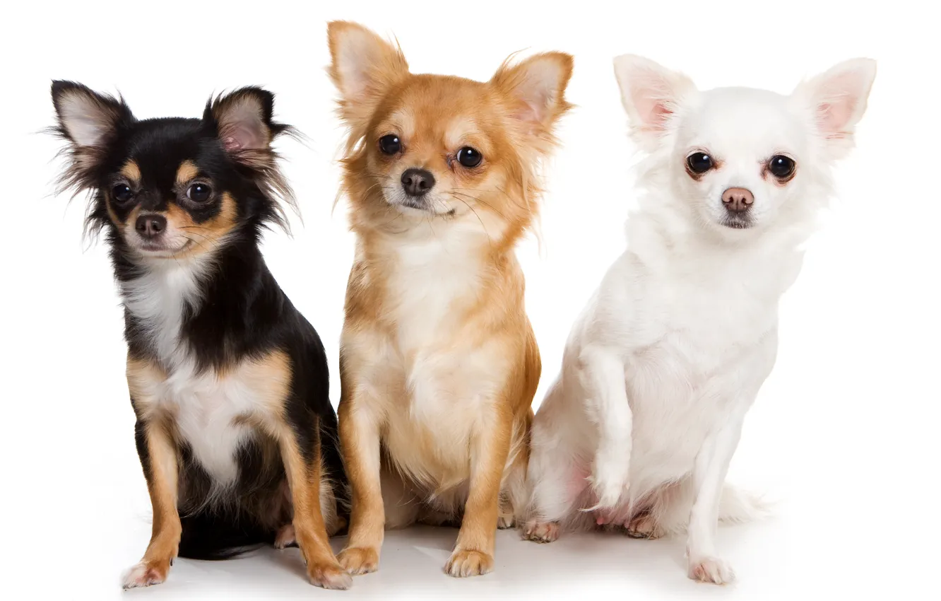 Фото обои животные, Собаки, Чихуахуа, Трое