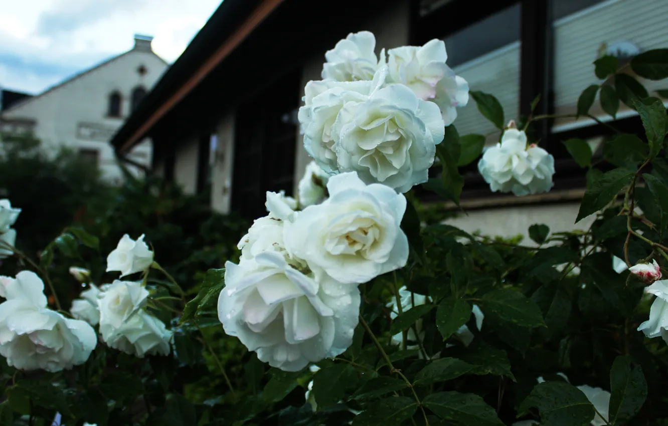 Фото обои цветы, дом, темный фон, розы, сад, белые, боке, розовый куст