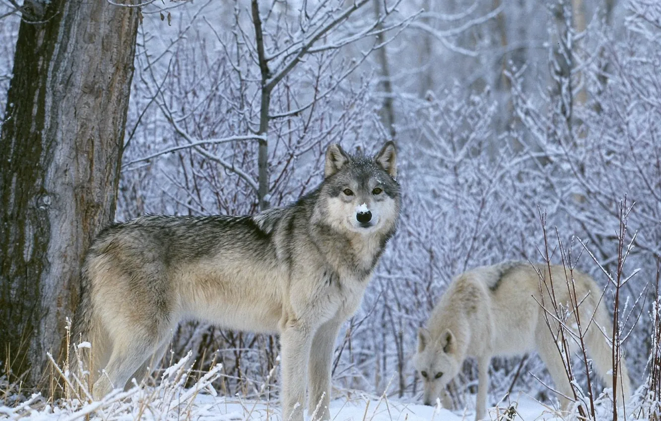 Фото обои зима, взгляд, снег, Волк, волки