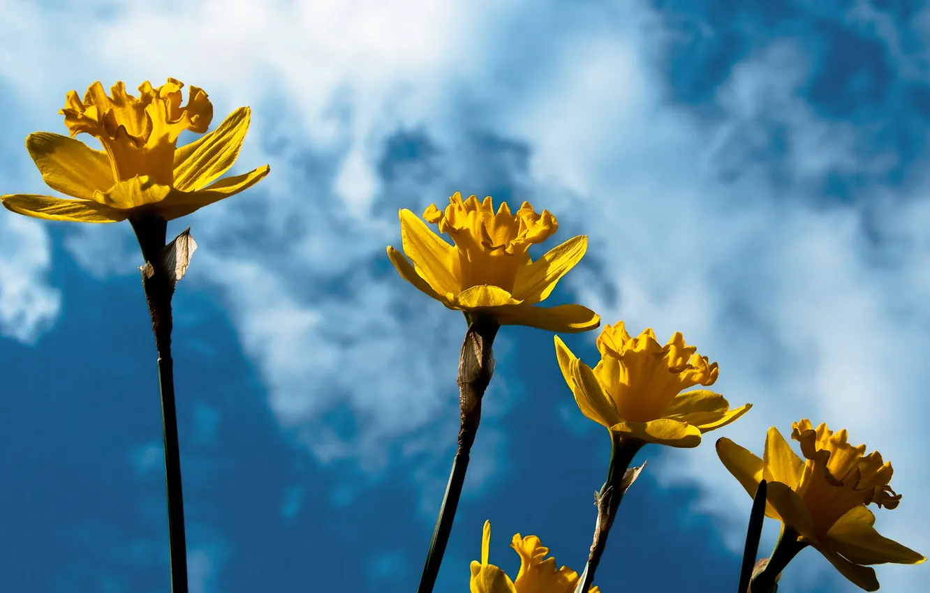 Фото обои цветы, желтый, весна, нарциссы, Narcissus, daffodils