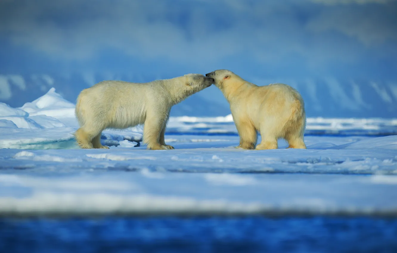 Фото обои снег, льды, пара, белые медведи, Арктика