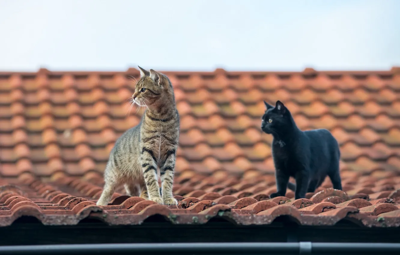 Фото обои крыша, усы, взгляд, коты