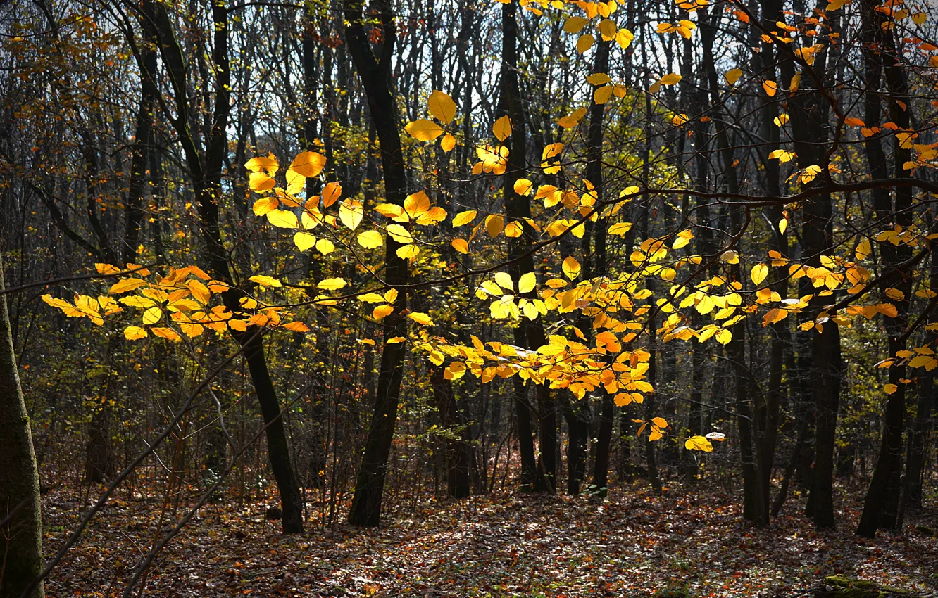 Фото обои деревья, Осень, Лес, Листья, Fall, Листва, Autumn, Forest