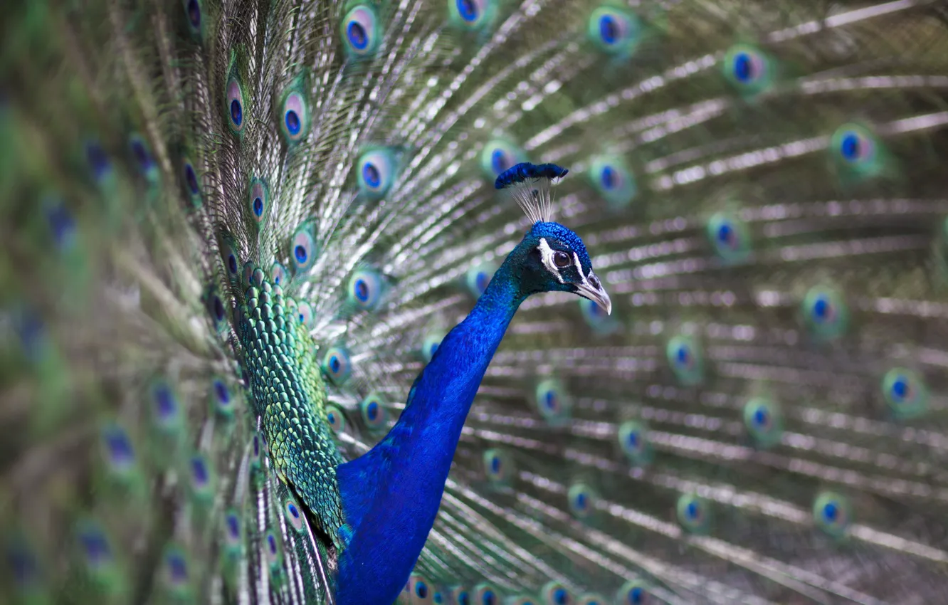 Фото обои bird, blue, peacock