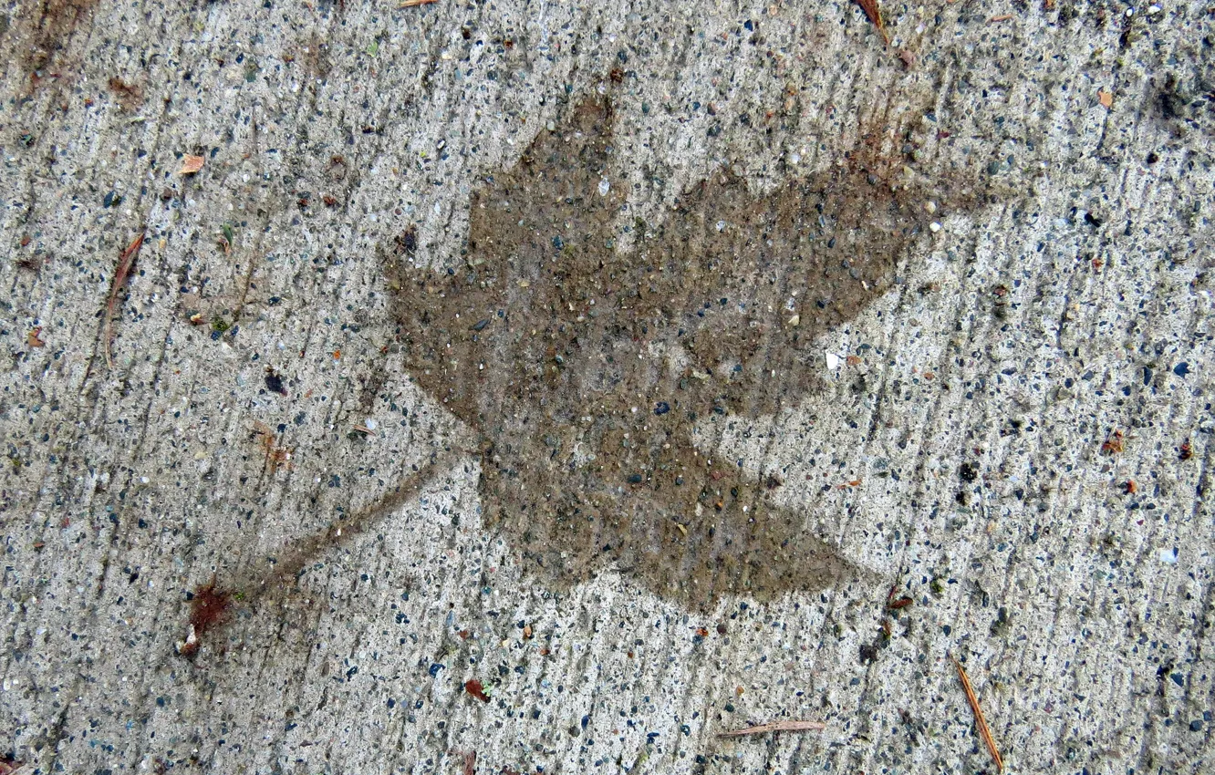 Фото обои листья, фон, силуэт