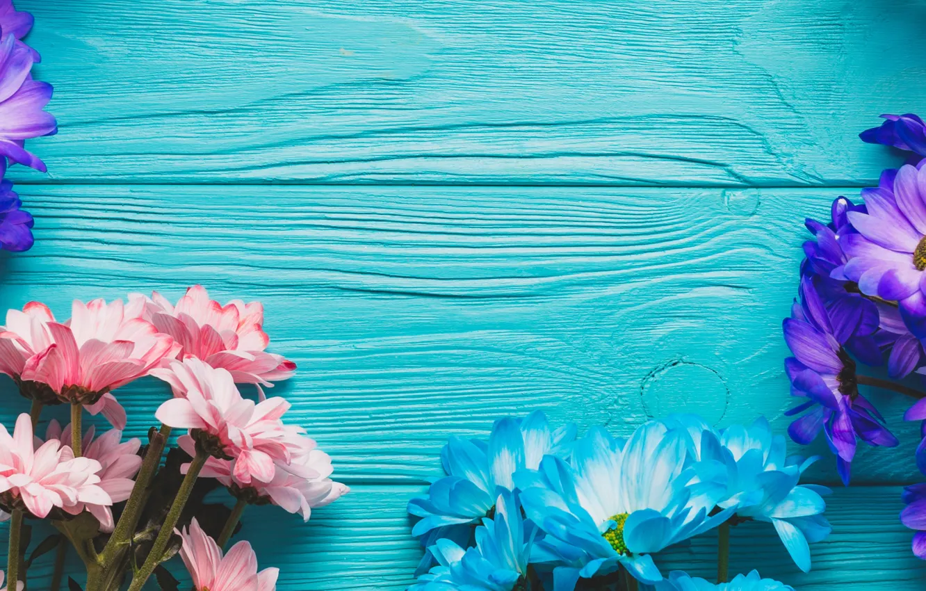 Фото обои цветы, весна, colorful, доска, хризантемы, wood, blue, flowers