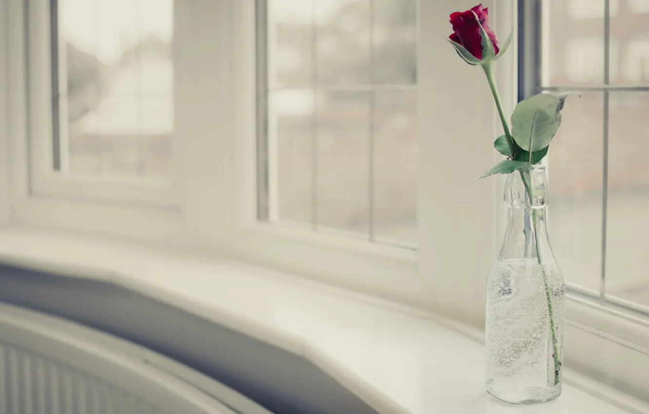 Фото обои цветы, фон, роза, ваза