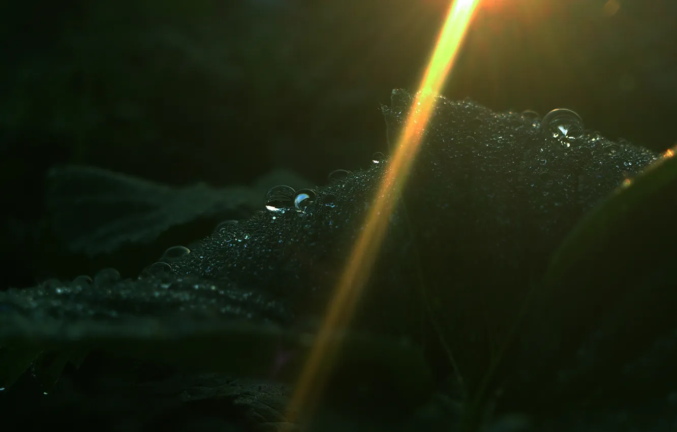 Фото обои роса, Капли, Дождь, Солнечный луч, Листья клубники