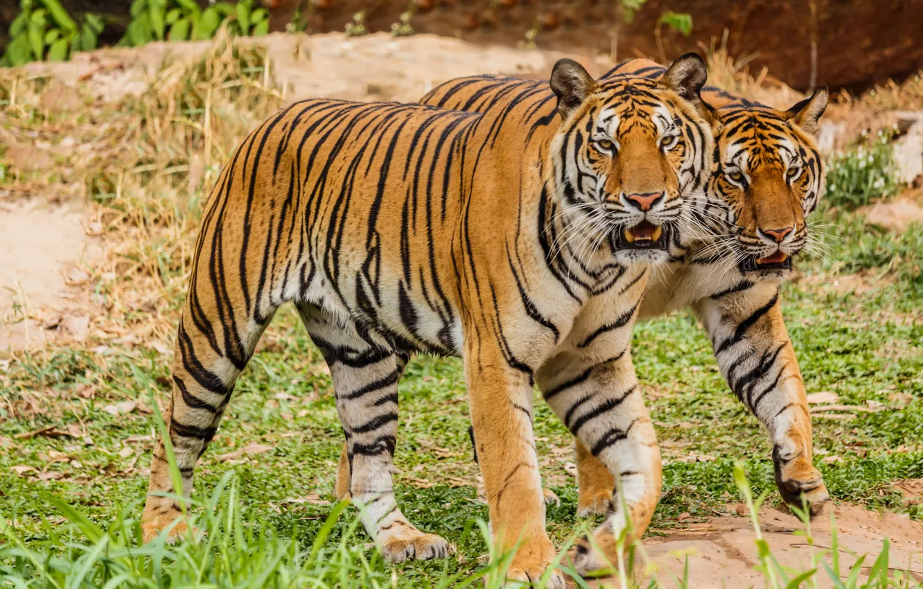 Фото обои пара, тигры, большие кошки