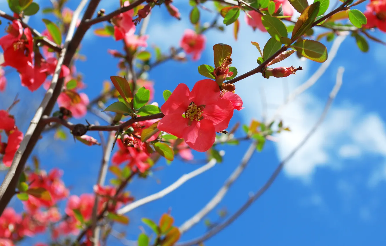 Фото обои весна, цветение, blossom, Spring, Flowering trees