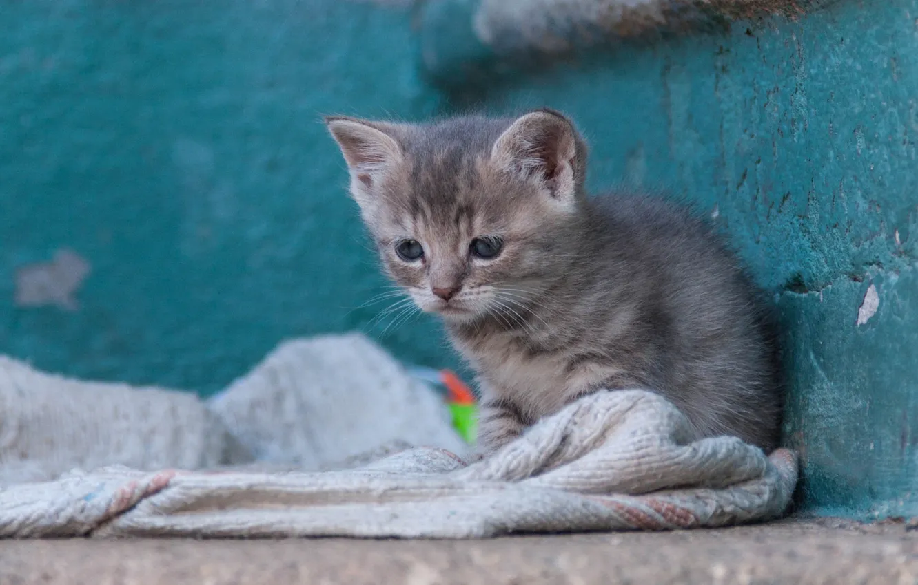 Фото обои малыш, котёнок, бездомный