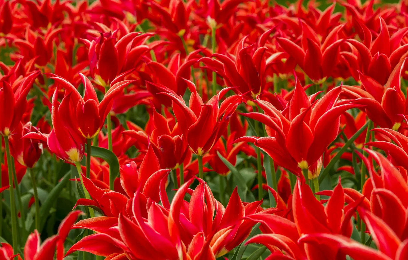 Фото обои красный, лепестки, тюльпаны