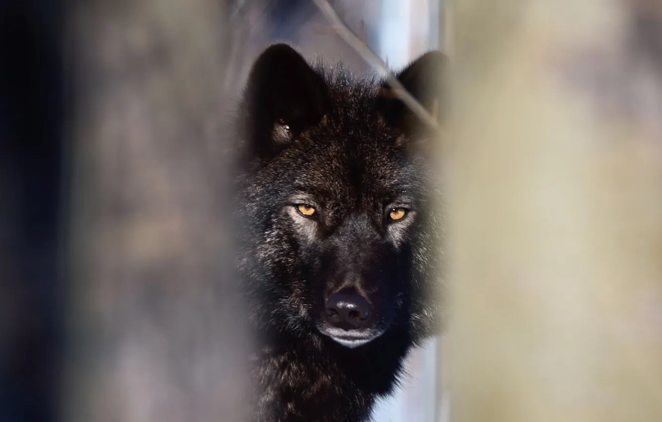 Фото обои nature, face, animal, wolf, wildlife, head, fur, mammal