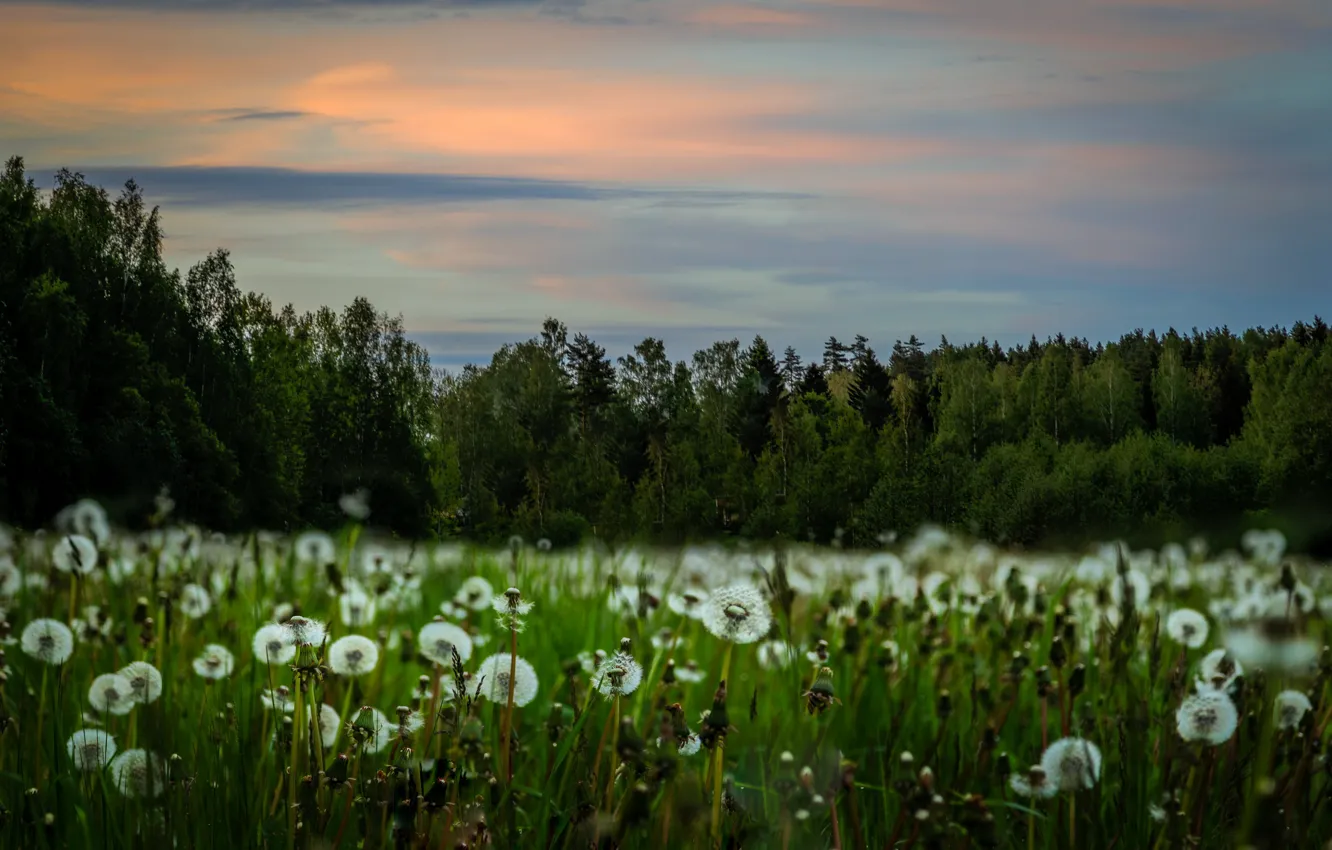 Фото обои поле, природа, одуванчики