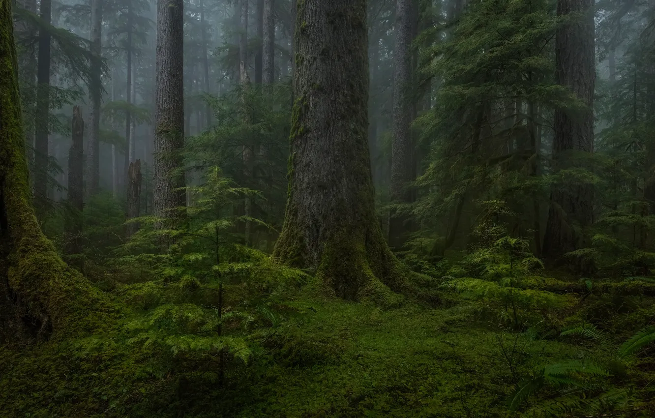 Фото обои лес, деревья, природа, мох
