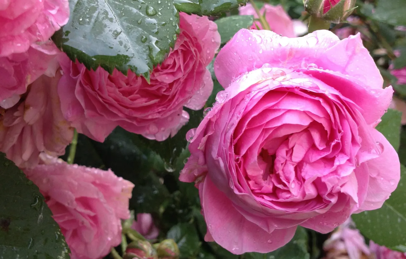 Фото обои розовые розы, куст роз, в каплях