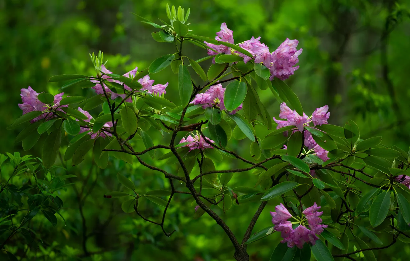 Фото обои куст, Babcock State Park, цветки, рододендрон, West Virginia, Западная Виргиния, Парк Бэбкок