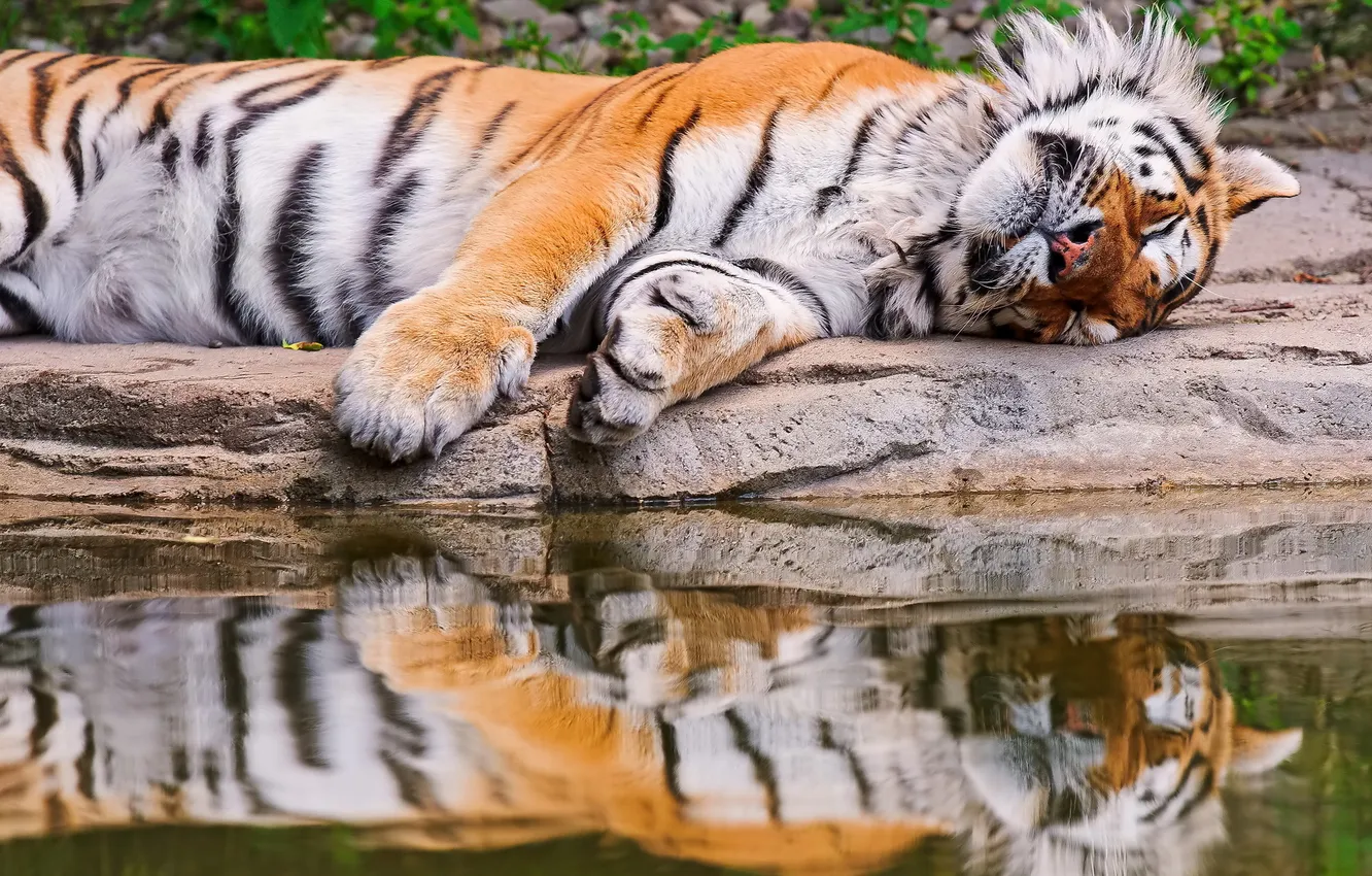 Фото обои вода, тигр, отражение, спит, лежит