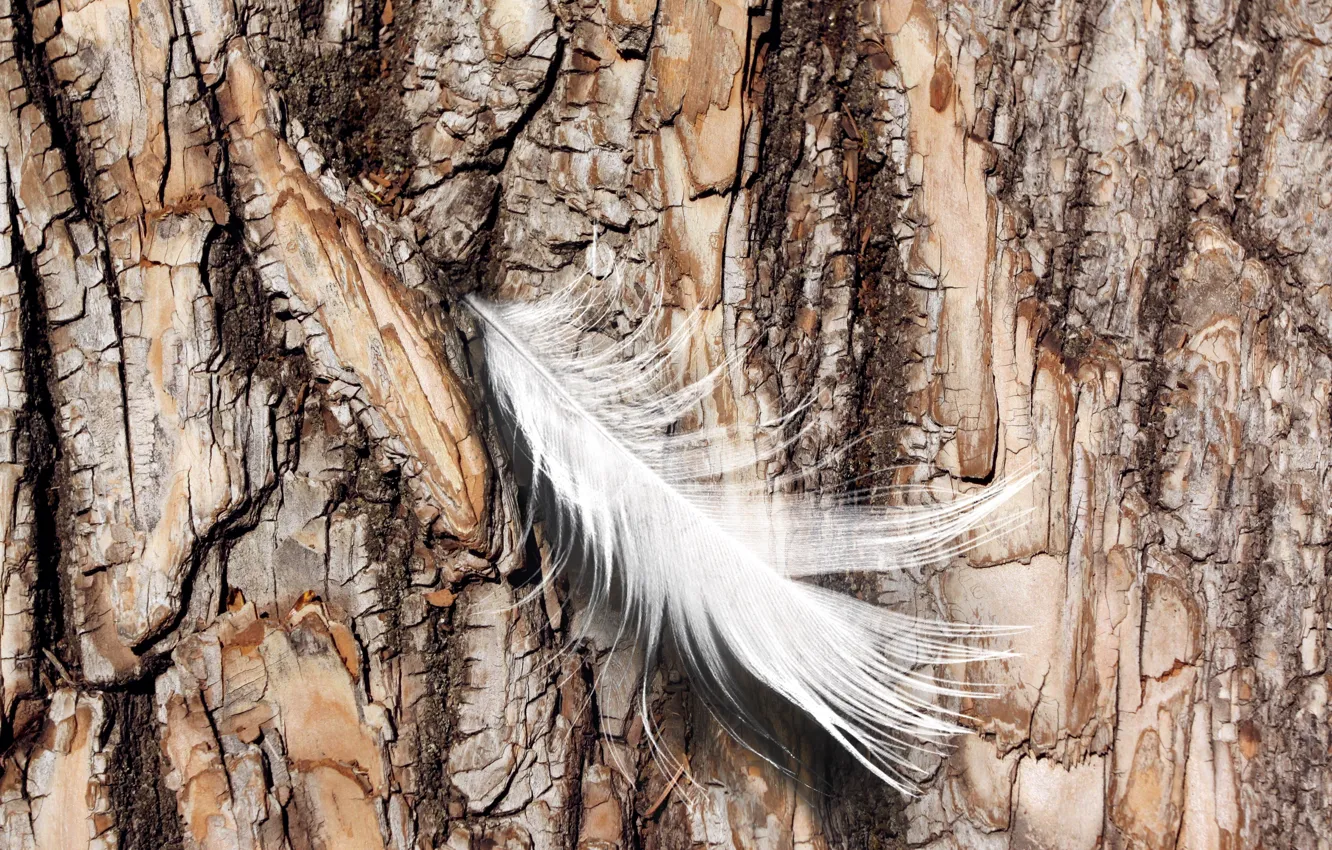 Фото обои nature, feather, Log