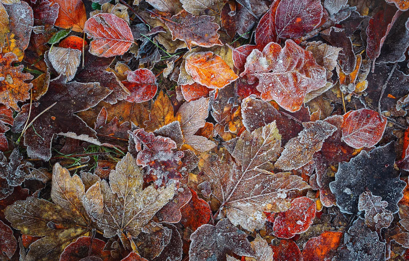 Фото обои осень, лес, макро, листва, мороз