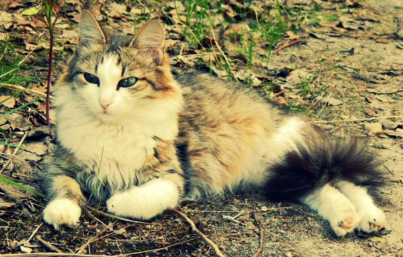 Фото обои кошка, лето, трава, девушка, настроение, хищник, пушистик, июнь