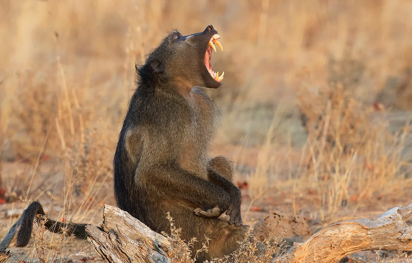 Фото обои природа, обезьяна, клыки