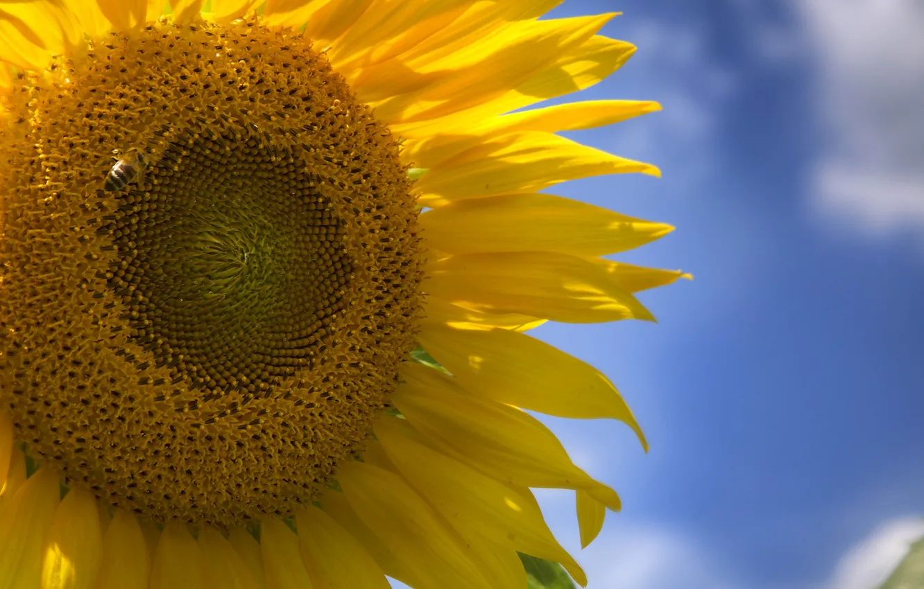 Фото обои небо, макро, подсолнухи, лепестки