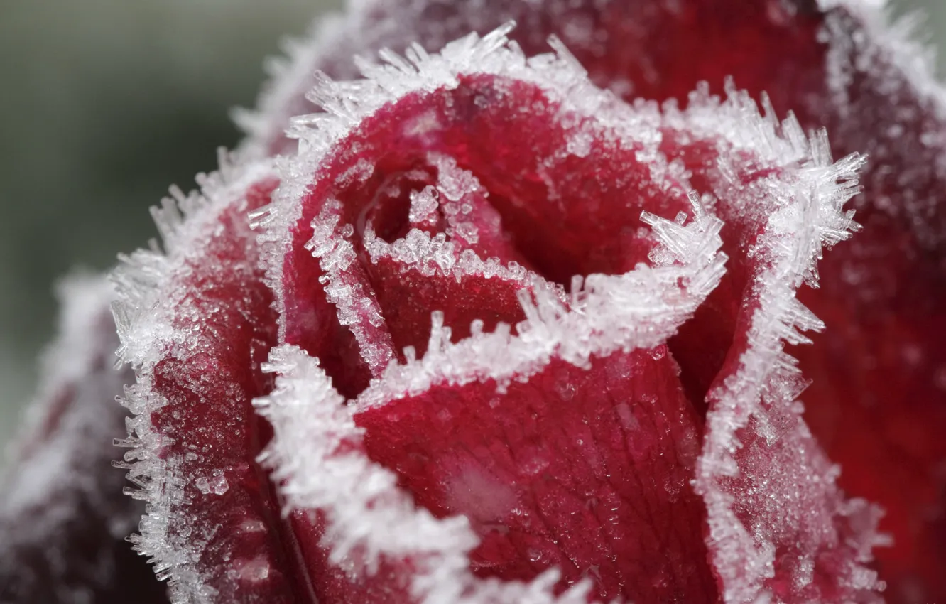 Фото обои лед, красный, роза