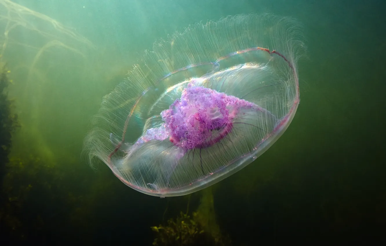 Фото обои море, вода, макро, лучи, свет, водоросли, медуза, прозрачная