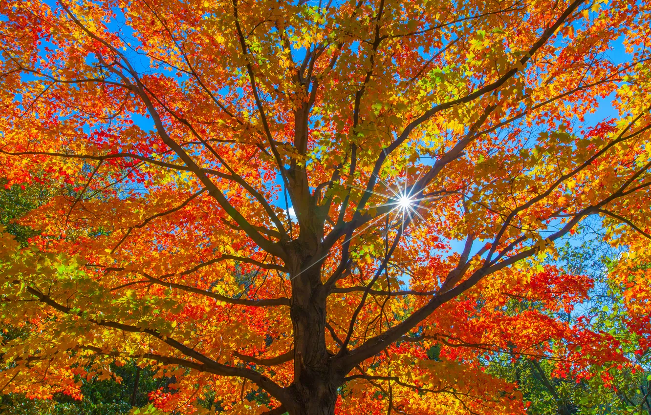 Фото обои осень, лес, небо, листья, солнце, лучи, дерево, ствол