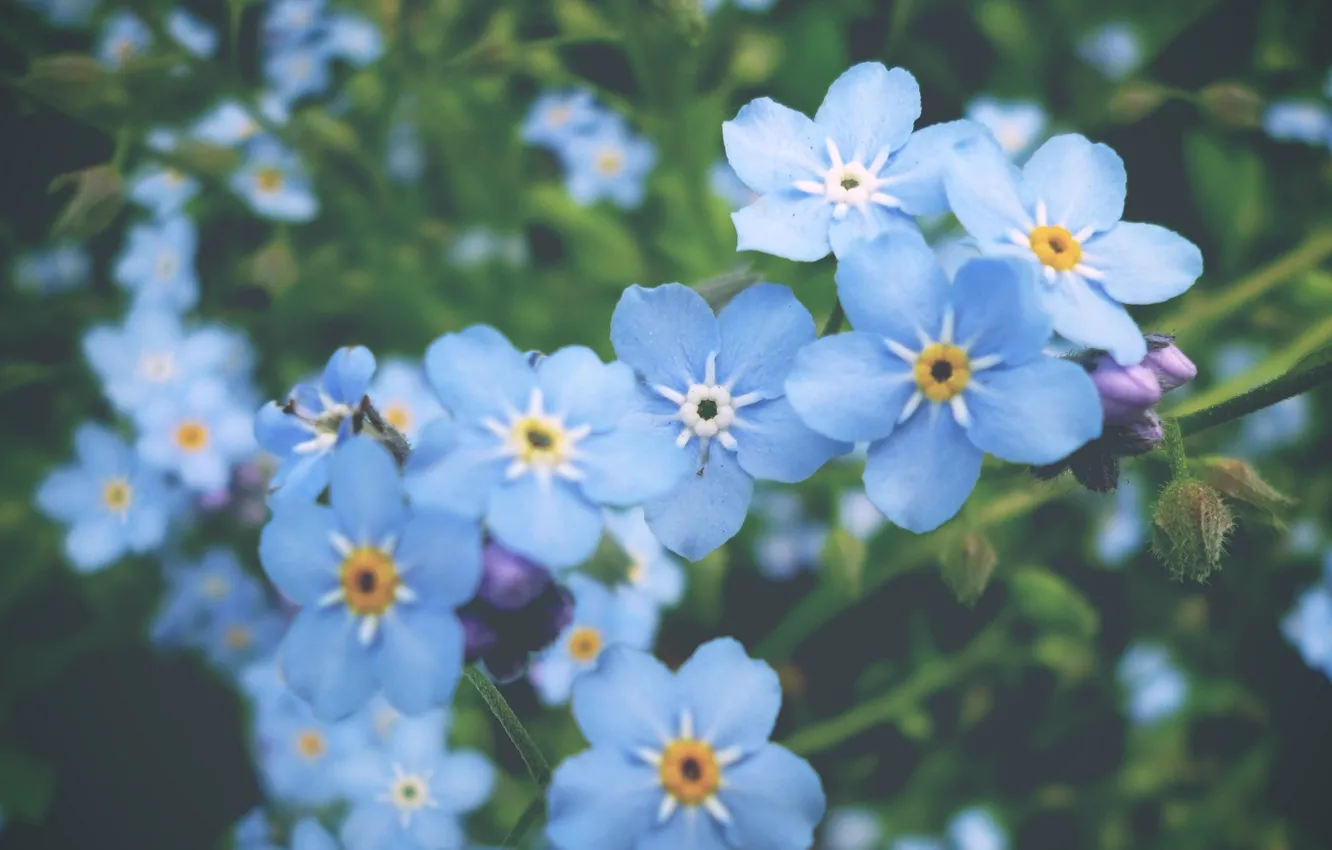 Фото обои цветы, голубой, весна