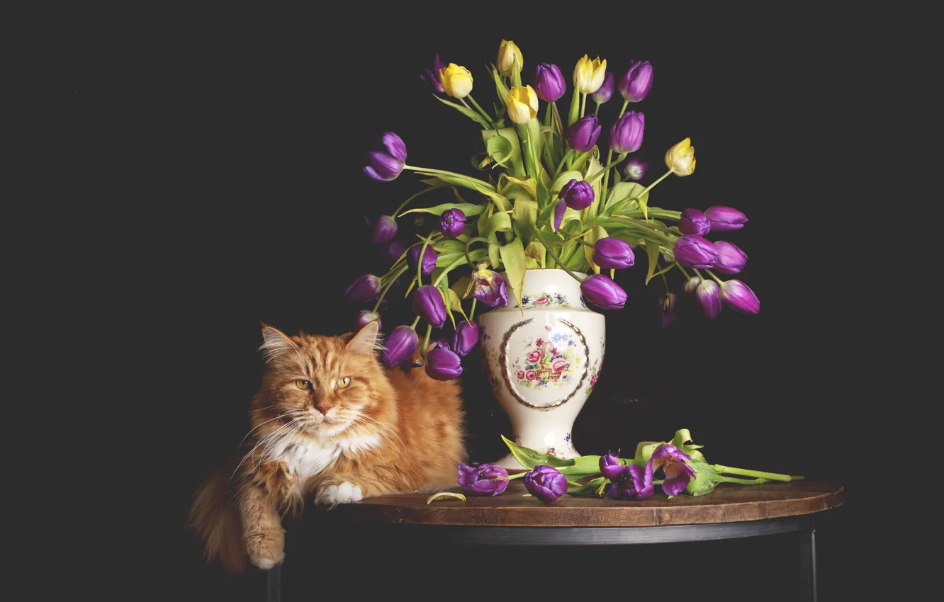 Фото обои кошка, кот, цветы, рыжая