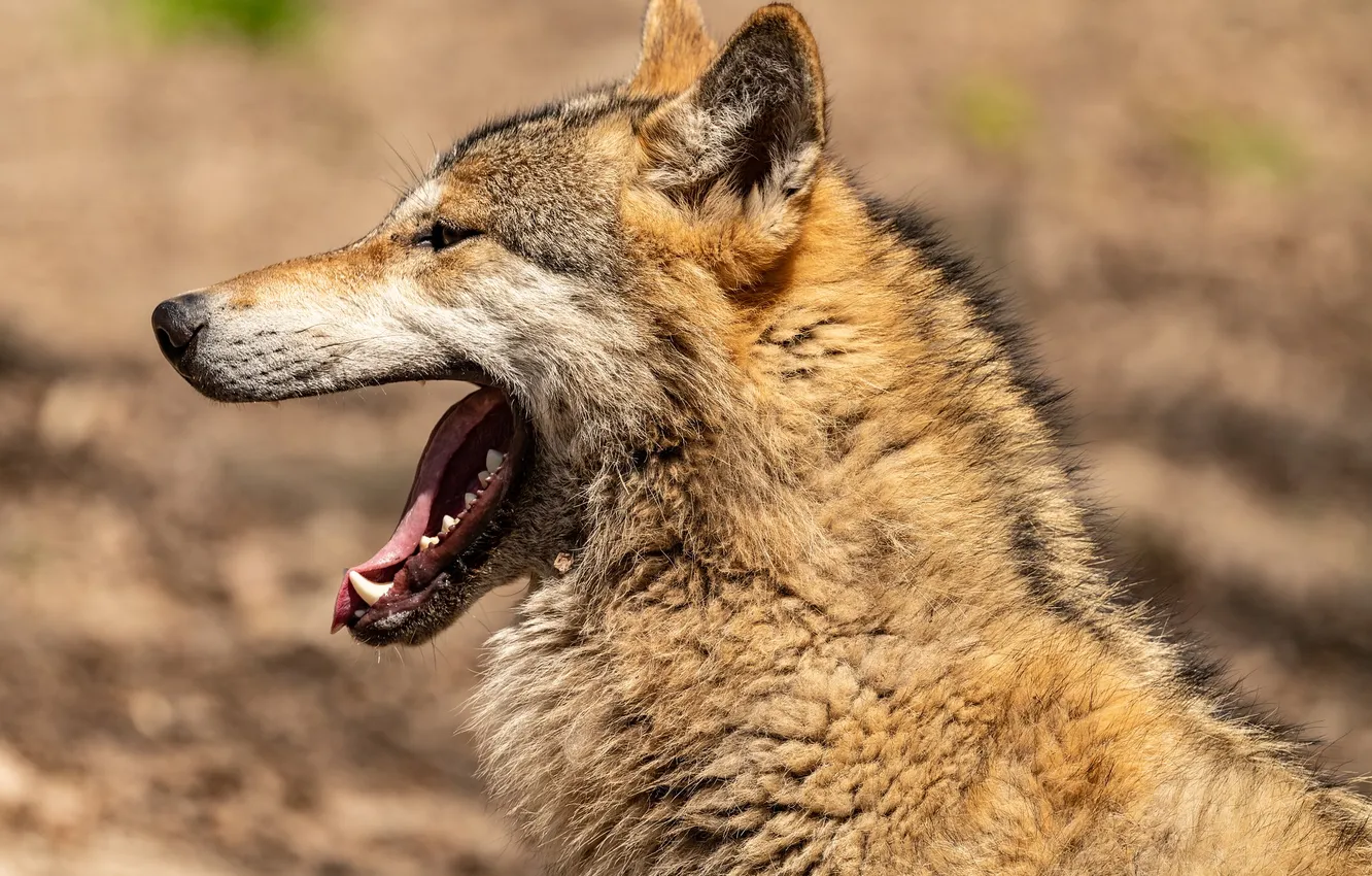 Фото обои fantasy, nature, art, snow, predator, face, animal, wolf