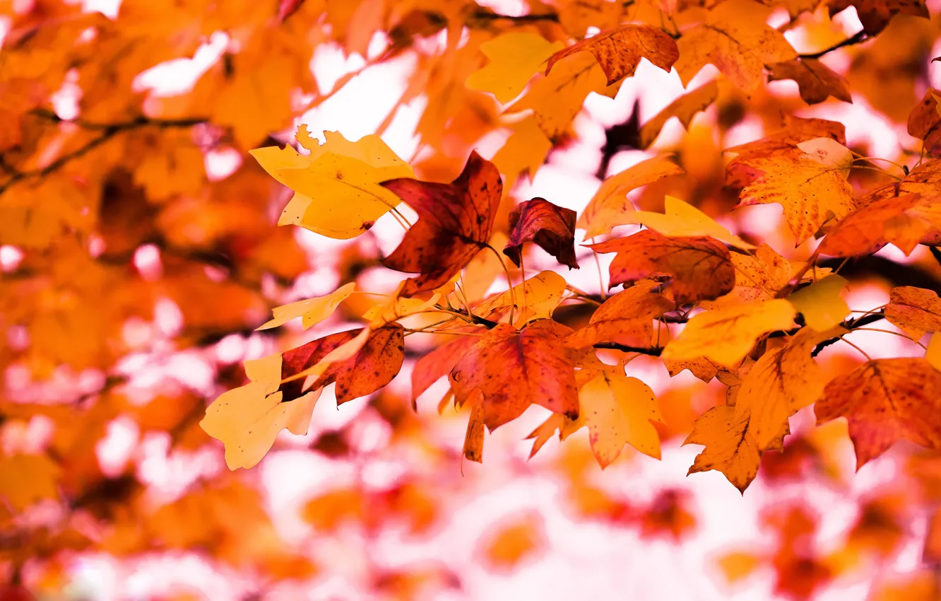 Фото обои осень, листья, ветки, природа, фон, дерево, листва, яркие