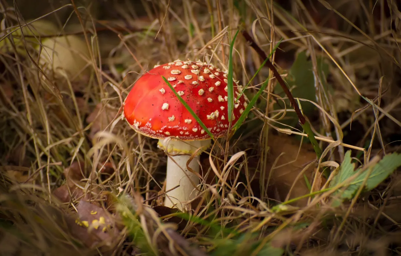 Фото обои осень, гриб, мухомор, сухая трава, грибок, мухомор красный