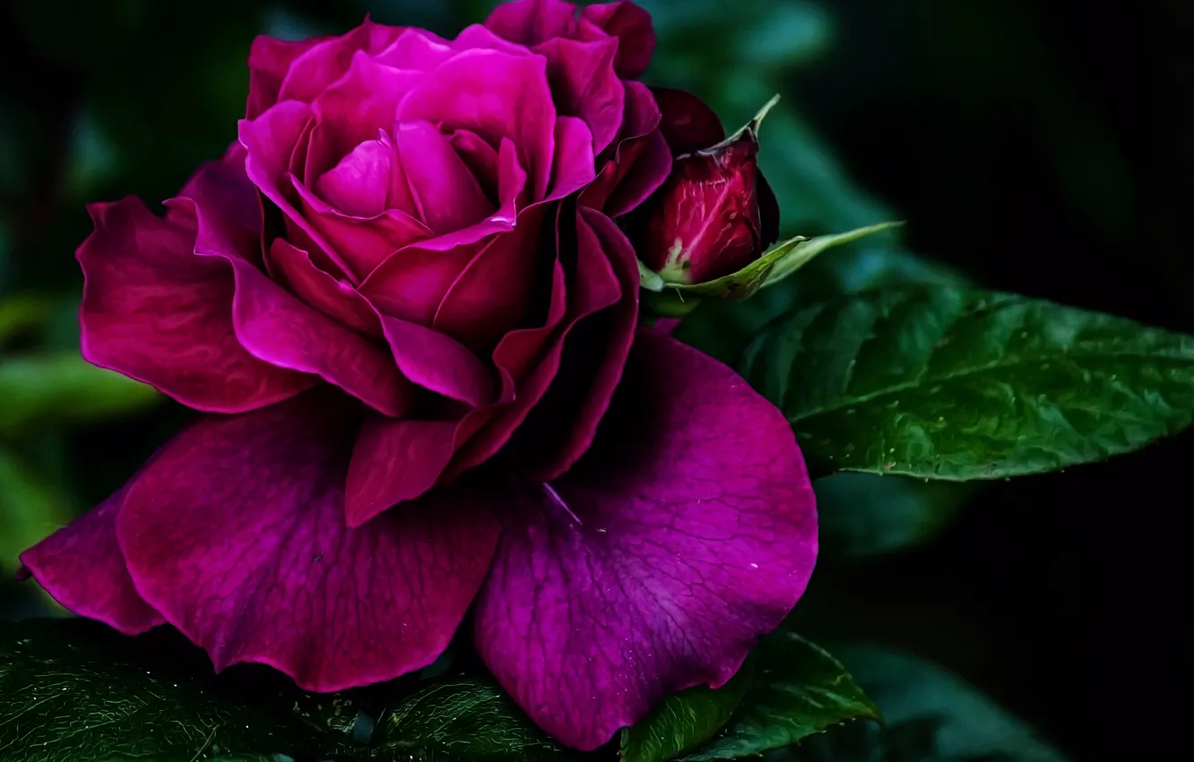 Фото обои роза, бутон, лепестки розы