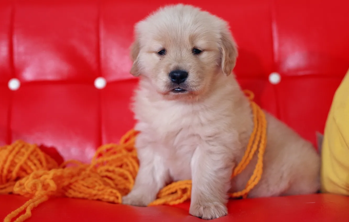 Фото обои красный, диван, Собака, щенок, нитки, пряжа, морда сидит