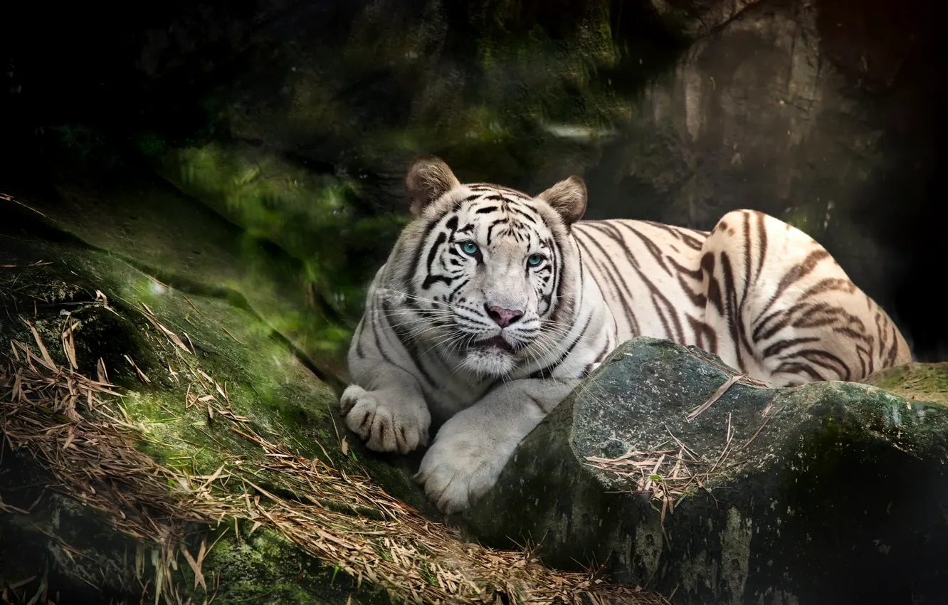 Фото обои белый, тигр, хищник, голубоглазый