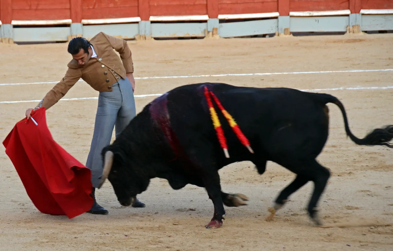 Фото обои fiesta, Spain, bull, festival, toros