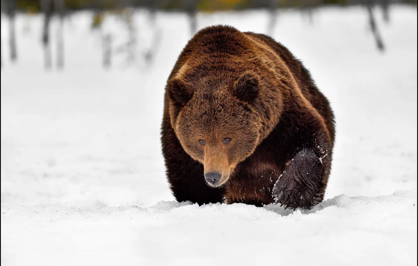 Фото обои зима, морда, снег, природа, медведь, сугробы, крадется