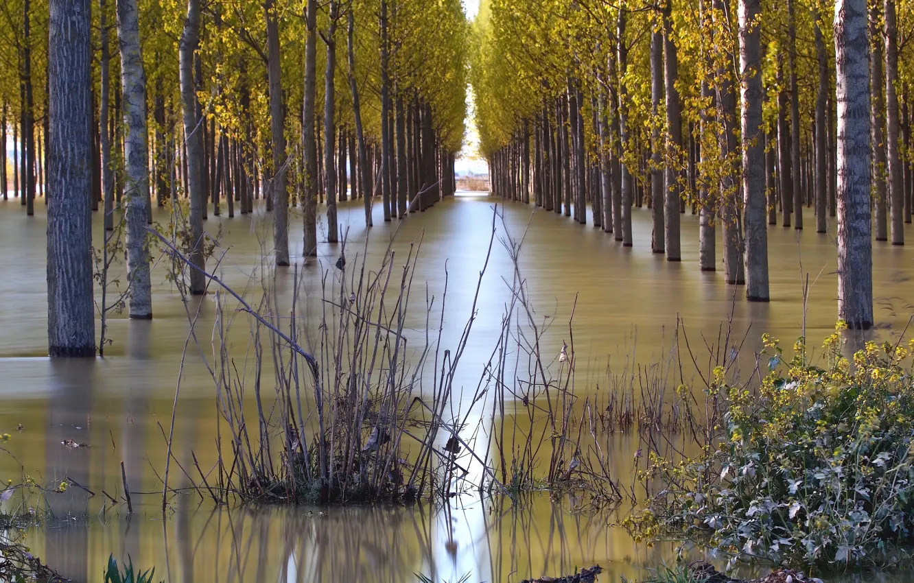 Фото обои вода, деревья, природа
