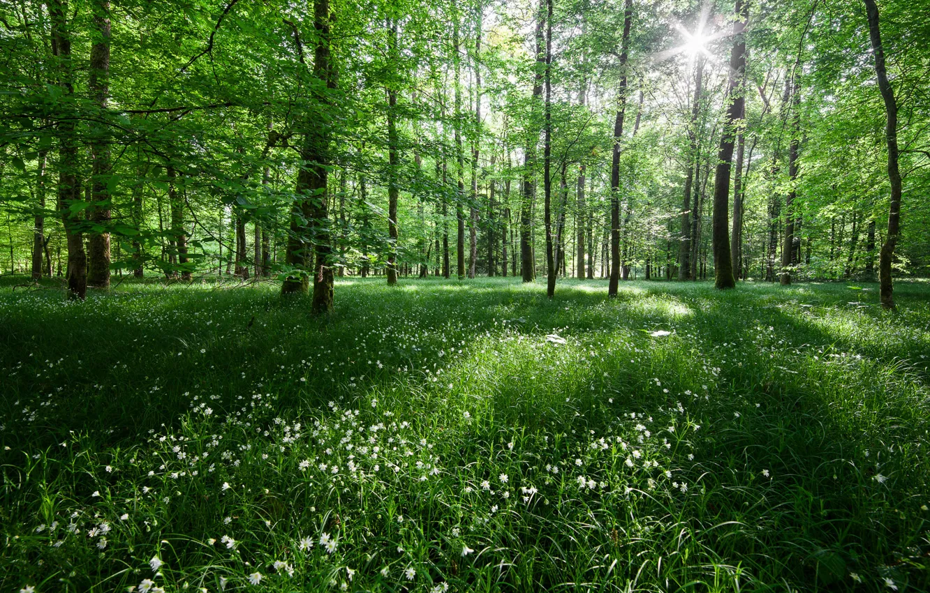 Фото обои лес, свет, деревья, цветы, природа