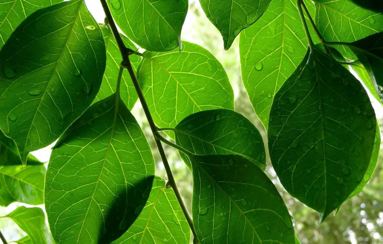 Фото обои листья, капли, зелёные листья