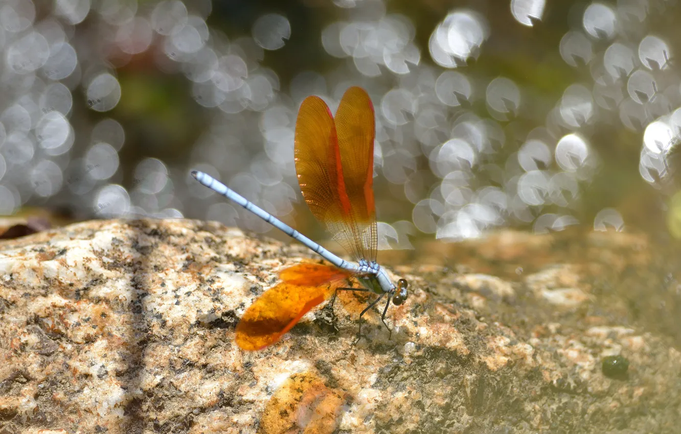 Фото обои блики, крылья, стрекоза, насекомое, оранжевые