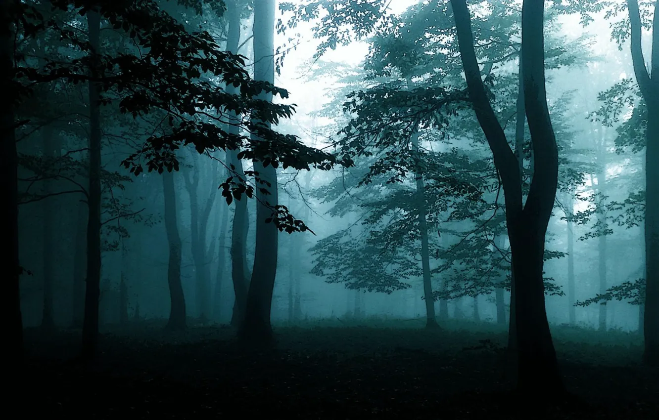 Фото обои лес, деревья, природа, туман, темно