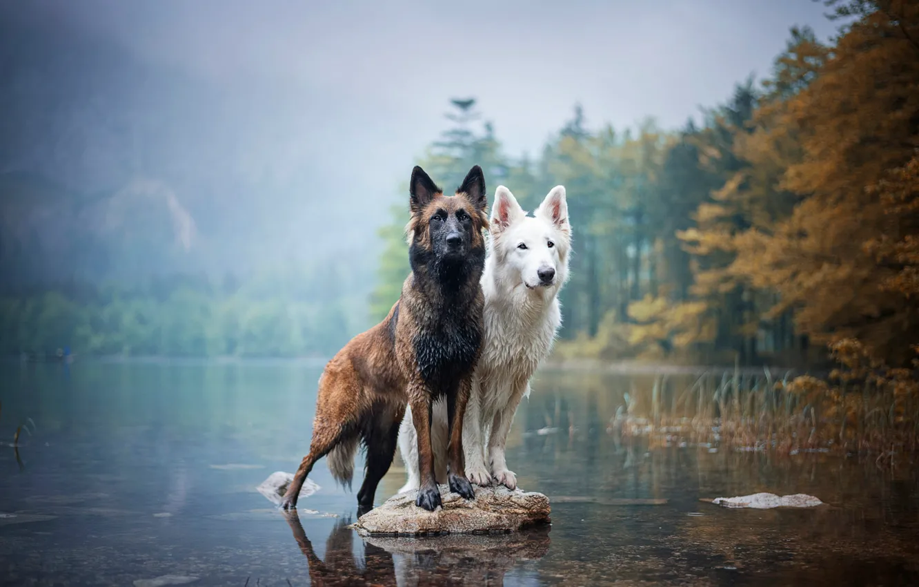 Фото обои осень, собаки, взгляд, берег, камень, две, пара, парочка