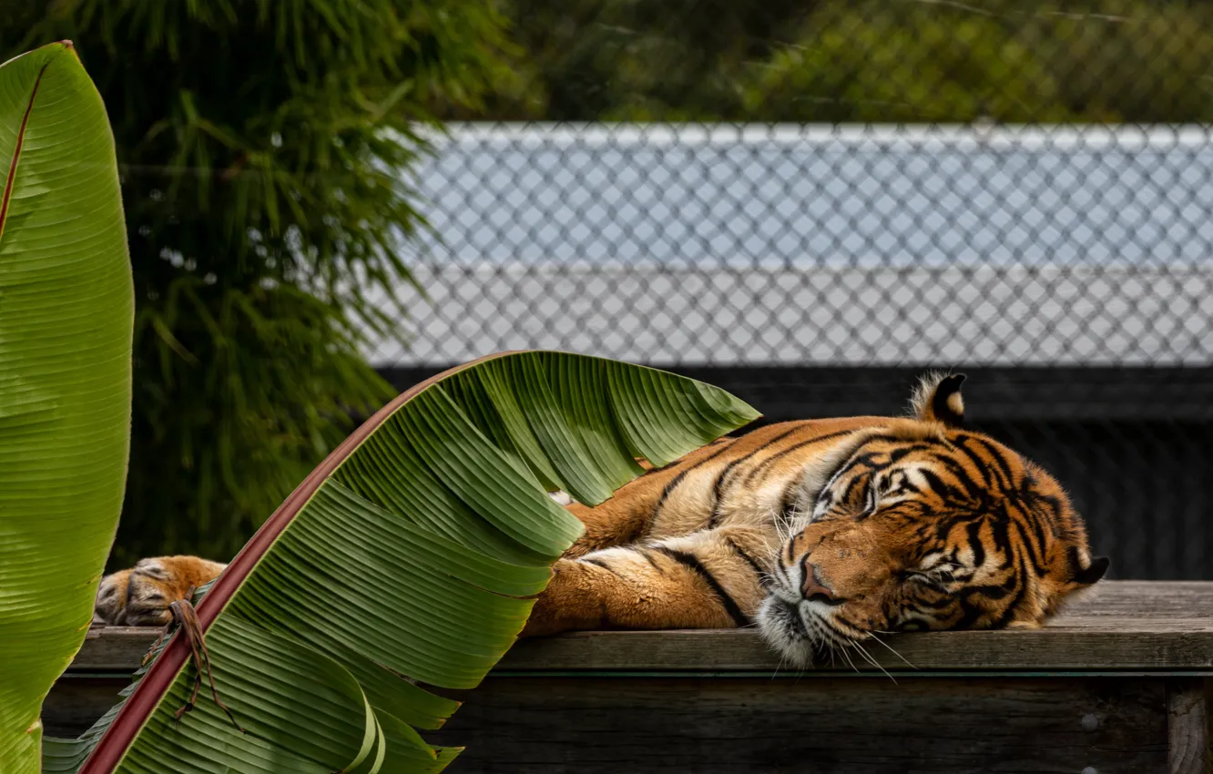 Фото обои листья, тигр, уют, пальма, сетка, отдых, сон, спит