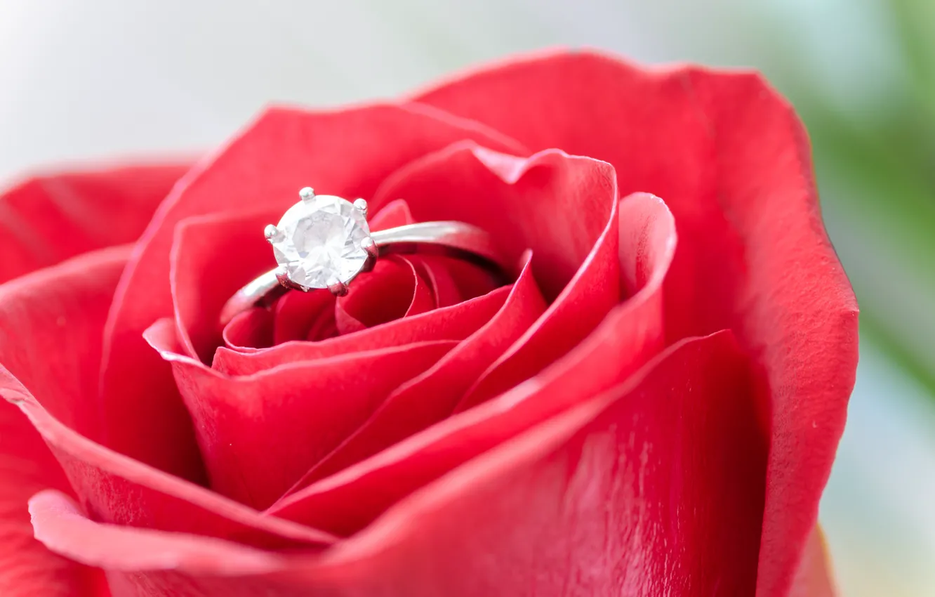 Фото обои цветок, роза, бутон, кольцо, красная