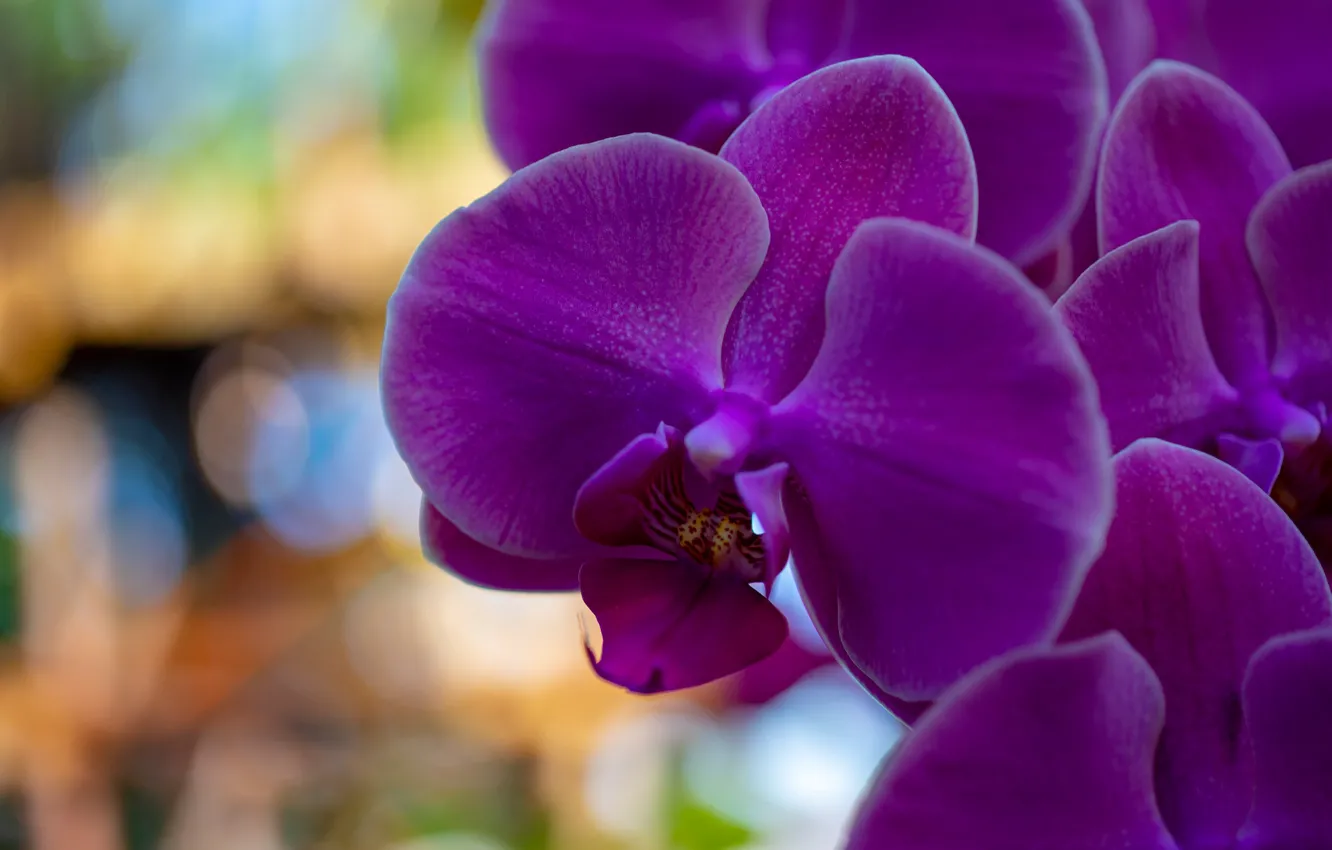 Фото обои макро, цветы, фон, яркие, фиолетовые, орхидеи, сиреневые, боке