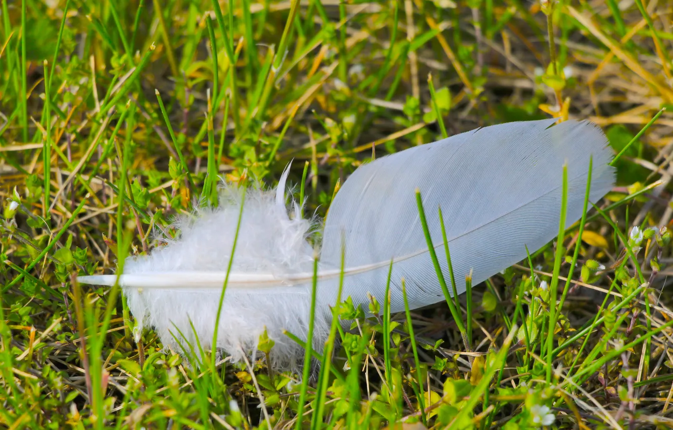 Фото обои white, grass, delicate, feather